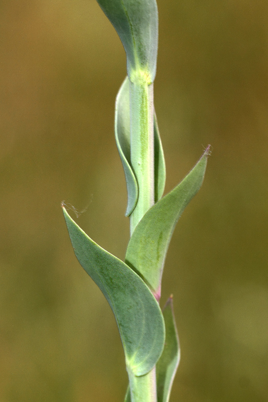 Linaria genistifolia / Linajola a foglie di ginestra